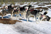 Huskies Erleben